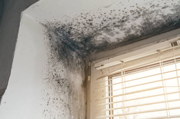 Affordable Basement Mold Removal solutions in Norwood Young America, MN