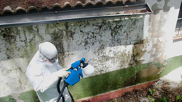 Trusted Black Mold Removal service in Norwood Young America, MN - Cheap Mold Removal